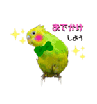 お家のインコさん3（Ouchino inko3）（個別スタンプ：9）