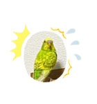 お家のインコさん3（Ouchino inko3）（個別スタンプ：10）