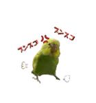 お家のインコさん3（Ouchino inko3）（個別スタンプ：11）