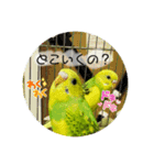 お家のインコさん3（Ouchino inko3）（個別スタンプ：12）