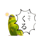 お家のインコさん3（Ouchino inko3）（個別スタンプ：13）