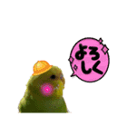 お家のインコさん3（Ouchino inko3）（個別スタンプ：14）