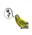 お家のインコさん3（Ouchino inko3）（個別スタンプ：15）