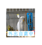 お家のインコさん3（Ouchino inko3）（個別スタンプ：16）