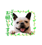 フレンチブルドック Three ブヒリーズ（個別スタンプ：1）