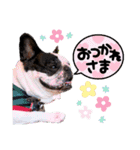 フレンチブルドック Three ブヒリーズ（個別スタンプ：2）