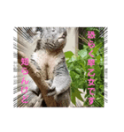 早乙女ナロウすたんぷ（個別スタンプ：1）