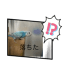 インコ「ルル」（個別スタンプ：1）
