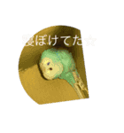インコ「ルル」（個別スタンプ：4）
