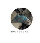 インコ「ルル」（個別スタンプ：5）