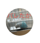 インコ「ルル」（個別スタンプ：6）
