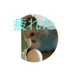 インコ「ルル」（個別スタンプ：7）
