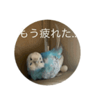 インコ「ルル」（個別スタンプ：8）