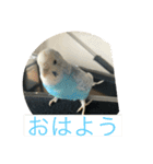 インコ「ルル」（個別スタンプ：9）