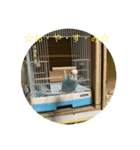 インコ「ルル」（個別スタンプ：10）