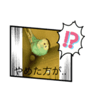 インコ「ルル」（個別スタンプ：11）