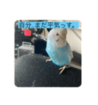 インコ「ルル」（個別スタンプ：12）
