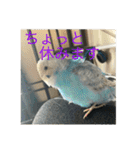 インコ「ルル」（個別スタンプ：13）