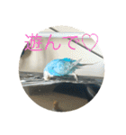 インコ「ルル」（個別スタンプ：17）