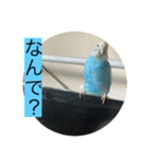 インコ「ルル」（個別スタンプ：18）