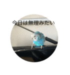 インコ「ルル」（個別スタンプ：19）