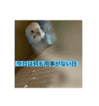 インコ「ルル」（個別スタンプ：22）