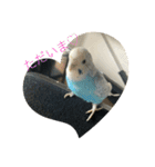 インコ「ルル」（個別スタンプ：24）