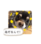 ロングコートチワワのゆずちゃん第二弾（個別スタンプ：1）