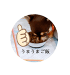 ロングコートチワワのゆずちゃん第二弾（個別スタンプ：3）