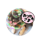 ロングコートチワワのゆずちゃん第二弾（個別スタンプ：6）