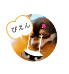 ロングコートチワワのゆずちゃん第二弾（個別スタンプ：8）