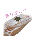 ヒョウモントカゲモドキのさくらもち（個別スタンプ：1）