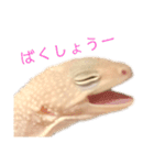ヒョウモントカゲモドキのさくらもち（個別スタンプ：4）