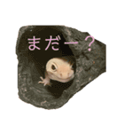 ヒョウモントカゲモドキのさくらもち（個別スタンプ：5）