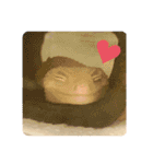 ヒョウモントカゲモドキのさくらもち（個別スタンプ：9）