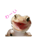 ヒョウモントカゲモドキのさくらもち（個別スタンプ：10）
