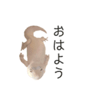 ヒョウモントカゲモドキのさくらもち（個別スタンプ：12）
