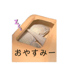 ヒョウモントカゲモドキのさくらもち（個別スタンプ：13）