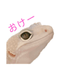 ヒョウモントカゲモドキのさくらもち（個別スタンプ：14）