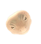 ヒョウモントカゲモドキのさくらもち（個別スタンプ：18）