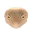 ヒョウモントカゲモドキのさくらもち（個別スタンプ：19）