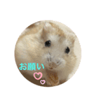 ハムスターンプ丸（個別スタンプ：1）