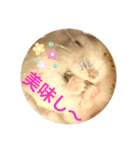 ハムスターンプ丸（個別スタンプ：5）