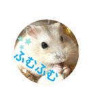 ハムスターンプ丸（個別スタンプ：9）