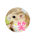 ハムスターンプ丸（個別スタンプ：11）