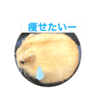 ハムスターンプ丸（個別スタンプ：15）