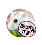 ハムスターンプ丸（個別スタンプ：17）