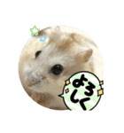 ハムスターンプ丸（個別スタンプ：24）