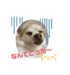 love my dogs♡choco chip ralph（個別スタンプ：5）