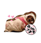 love my dogs♡choco chip ralph（個別スタンプ：10）